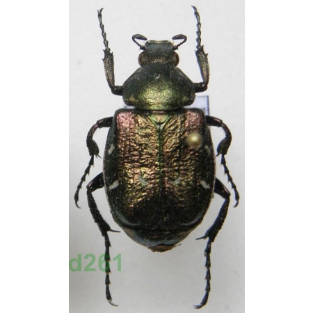 Gnorimus nobilis (Linnaeus, 1758) male Zacnik zdobny